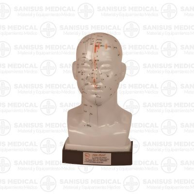 Modelo anatómico de cabeza con puntos de acupuntura numerados para estudio y formación, fabricado en caucho blando de alta calidad