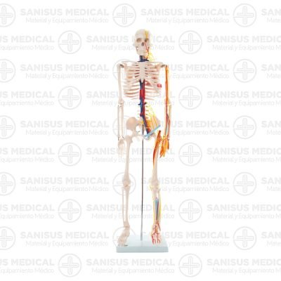 Esqueleto sobremesa 85 cm con nervios columna, modelo anatómico médico.