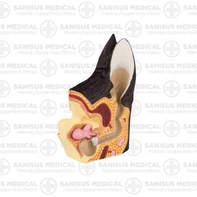 Sección de oreja canina