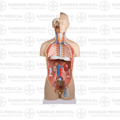 Modelo de torso humano asexual con espalda abierta, desmontable en 27 partes