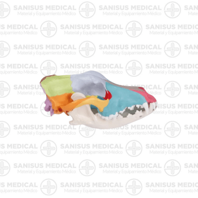 Cráneo de perro con pintura didáctica - Anatomía Aumentada EZ