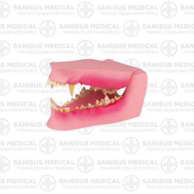 Mandíbula de perro en tamaño real (sano/enfermo)