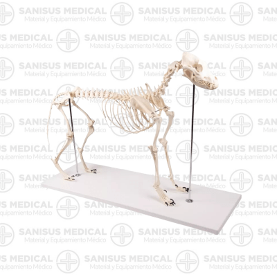 Esqueleto de perro, tamaño natural