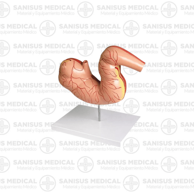 Modelo de estómago de caballo, 2 partes